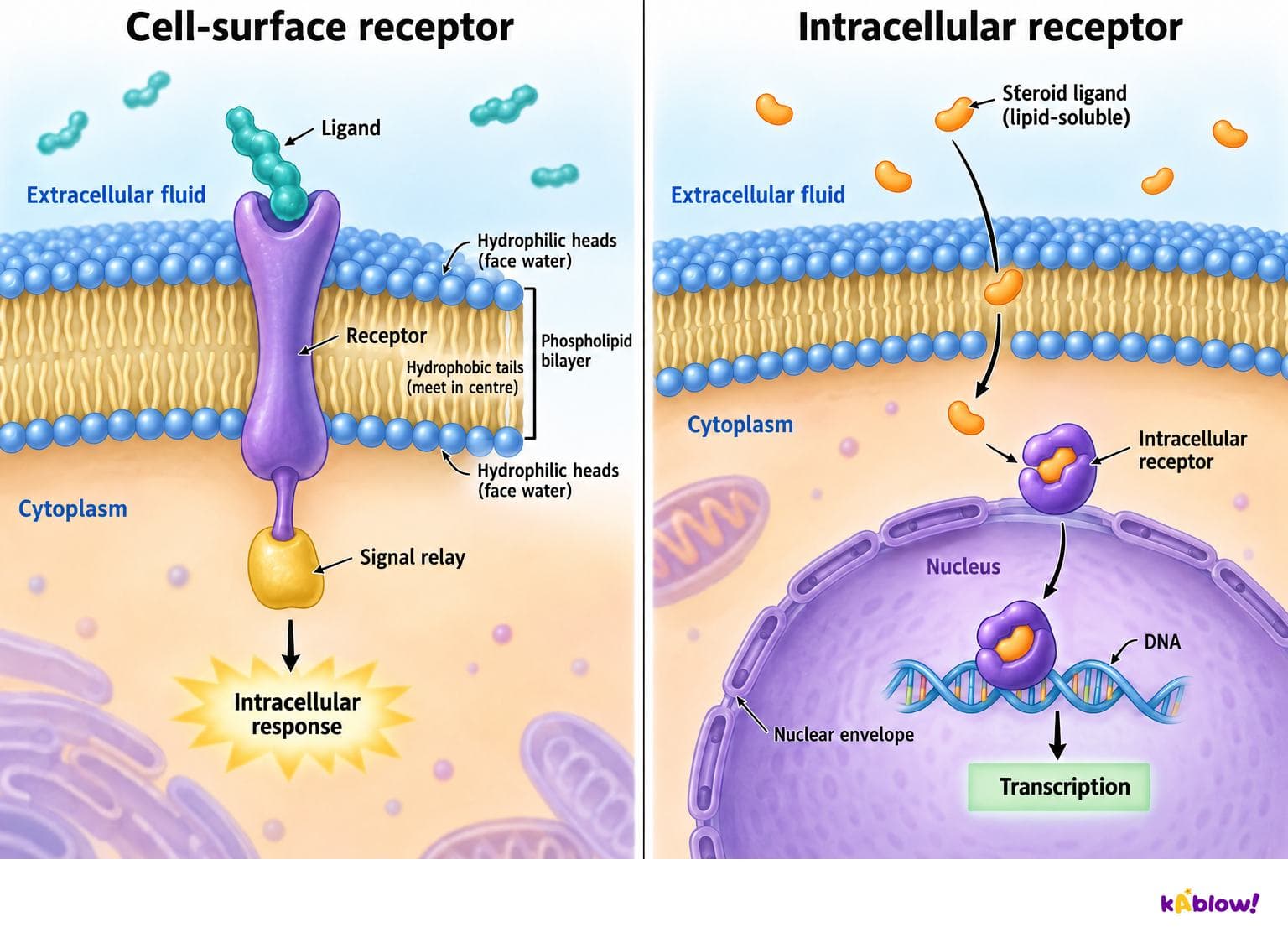 IB Biology · Cell-surface and intracellular receptors
